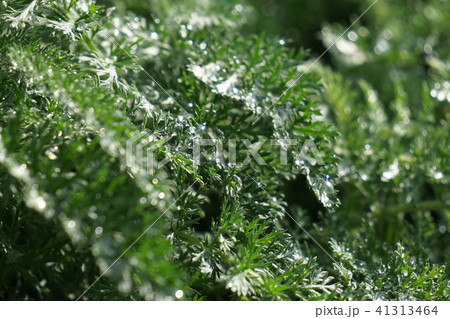 朝露 朝露 41313464