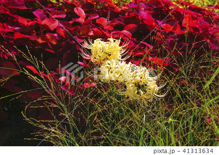 彼岸花 彼岸花 41313634