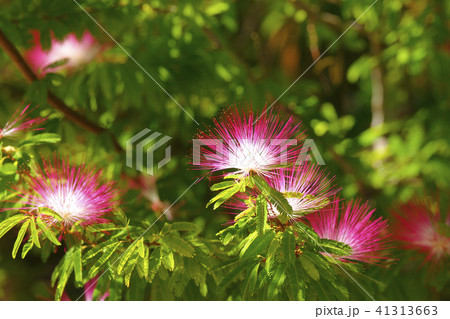 カリアンドラ・セロイ 41313663