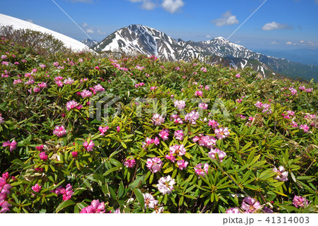 シャクナゲの花と残雪の越後三山 41314003