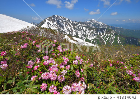 シャクナゲの花と越後三山 41314042
