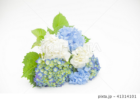 紫陽花のブーケ 41314101