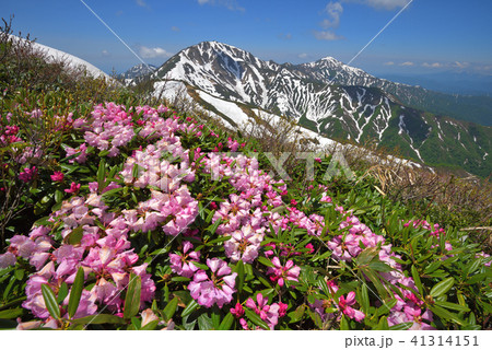 シャクナゲの花と越後三山 41314151