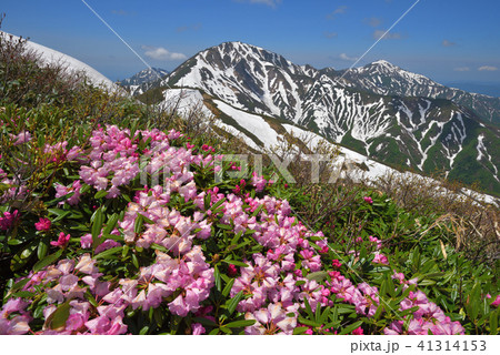 シャクナゲの花と越後三山 41314153