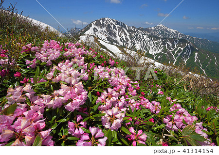 シャクナゲの花と越後三山 41314154