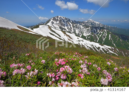 シャクナゲの花と残雪の越後三山 41314167