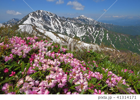 シャクナゲの花と残雪の越後三山 シャクナゲの花と残雪の越後三山 41314171