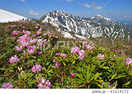 シャクナゲの花と残雪の越後三山 41314172