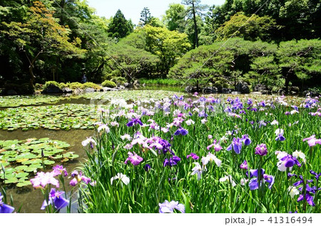 京都・平安神宮神苑 41316494
