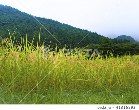 棚田百選 静岡県 荒原の棚田 棚田百選 静岡県 荒原の棚田 41316593
