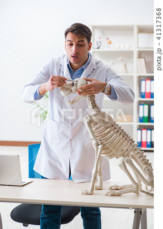 Doctor vet practicing on dog skeleton Doctor vet practicing on dog skeleton 41317368
