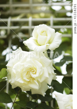 薔薇 ツル ホワイトクリスマス 薔薇 ツル ホワイトクリスマス 41318291
