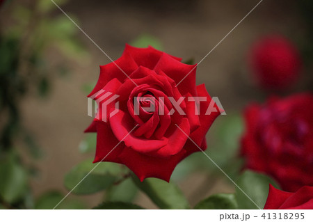 薔薇 メリナ 薔薇 メリナ 41318295