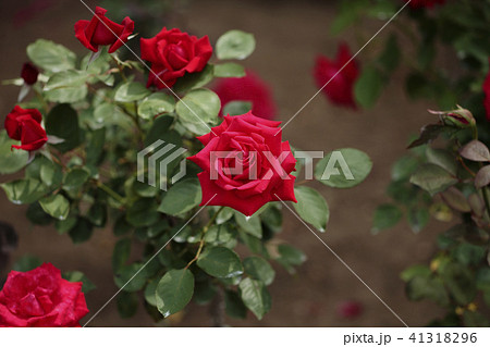 薔薇 メリナ 薔薇 メリナ 41318296