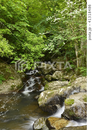【京都府　南丹市】瑠璃渓の清流 41318486