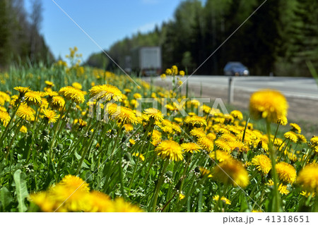 Dandelions growing at roadside with cars driving along a road 41318651