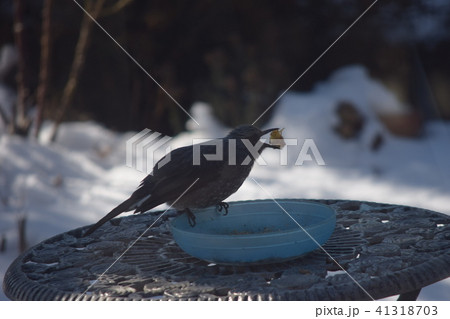 エサ探し エサ探し 41318703