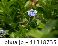 紫陽花 アジサイ あじさい 41318735