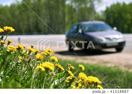 Dandelions growing at roadside and old car on the road 41318887