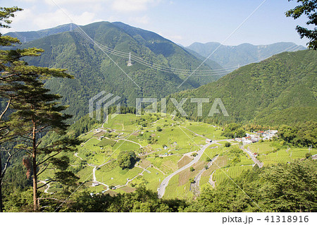 天空の茶畑(岐阜県揖斐郡春日村上ケ流地区) 天空の茶畑(岐阜県揖斐郡春日村上ケ流地区) 41318916