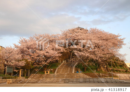 牛岐公園の桜 41318917