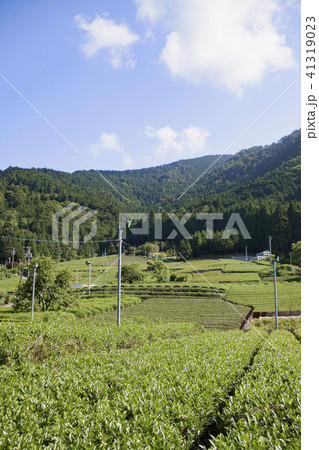 天空の茶畑（岐阜県揖斐郡春日村上ケ流地区） 41319023