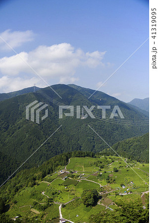 天空の茶畑（岐阜県揖斐郡春日村上ケ流地区） 41319095