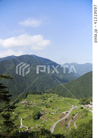 天空の茶畑(岐阜県揖斐郡春日村上ケ流地区) 天空の茶畑(岐阜県揖斐郡春日村上ケ流地区) 41319097