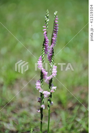 寄り添うお花 可愛い捻れ花 二本の捻れ花 寄り添うお花 可愛い捻れ花 二本の捻れ花 41319304