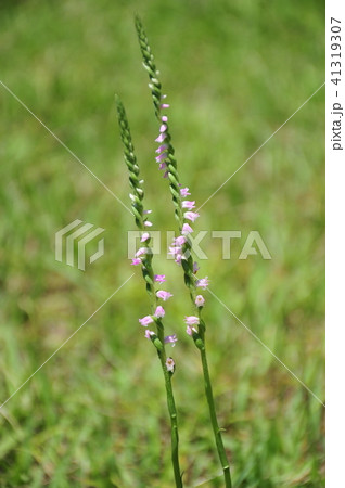 ねじればな　可愛いネジレバナ　可憐なネジレバナ　一本のネジレバナ　捻れ花　可愛い花　可憐なお花　 41319307