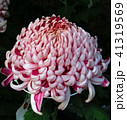 菊 41319569
