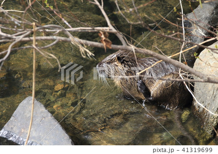 ヌートリア 41319699