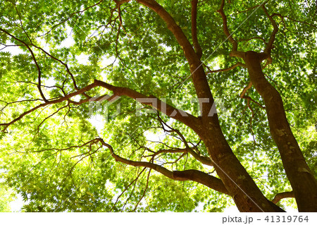 イロハモミジ(伊呂波紅葉) 新緑 イロハモミジ(伊呂波紅葉) 新緑 41319764