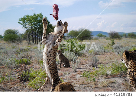 チーター　捕食 41319783