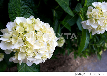 久留米　千光寺（あじさい寺）の紫陽花 41319787