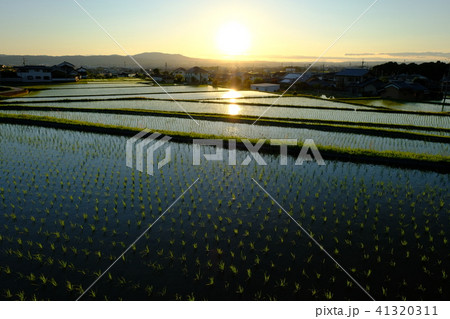 棚田の夕景（奈良市） 41320311