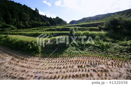 能勢町長谷の棚田 の写真素材