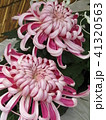 菊 41320563