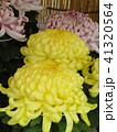 菊 41320564