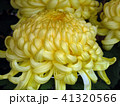 菊 41320566