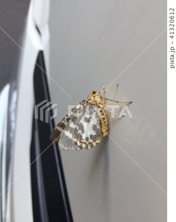 ヒョウ柄の蝶々 41320612