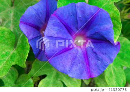 Beautiful Blue Purple Morning Glory Flower 41320778