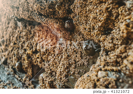 Barnacles on the stones Barnacles on the stones 41321072