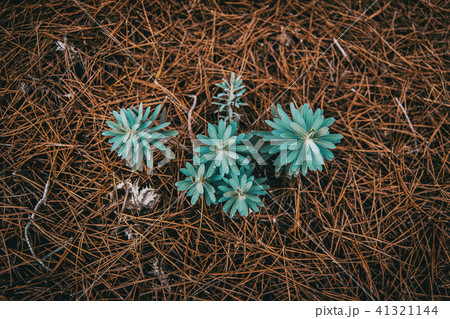 euphorbia seen from above  41321144