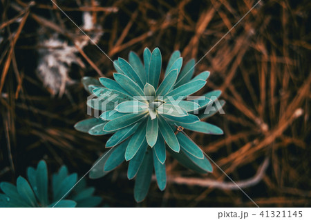 euphorbia 41321145