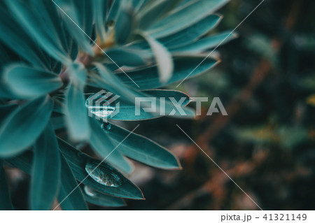 drop of water on a leaf of euphorbia 41321149