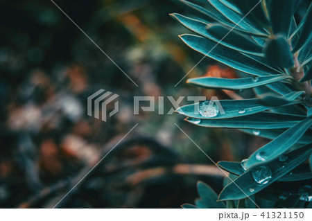 drop of water on a leaf of euphorbia 41321150