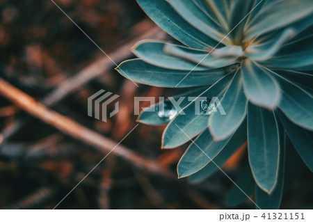 drop of water on a leaf of euphorbia 41321151