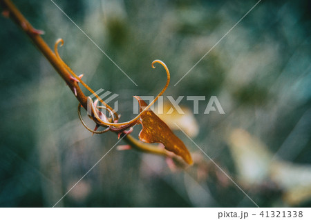 smilax aspera leaf climbing plant smilax aspera leaf climbing plant 41321338