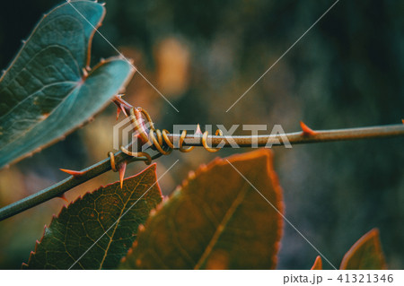 smilax aspera leaf climbing plant 41321346